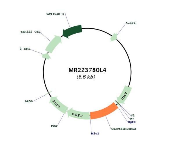 Circular map for MR223780L4