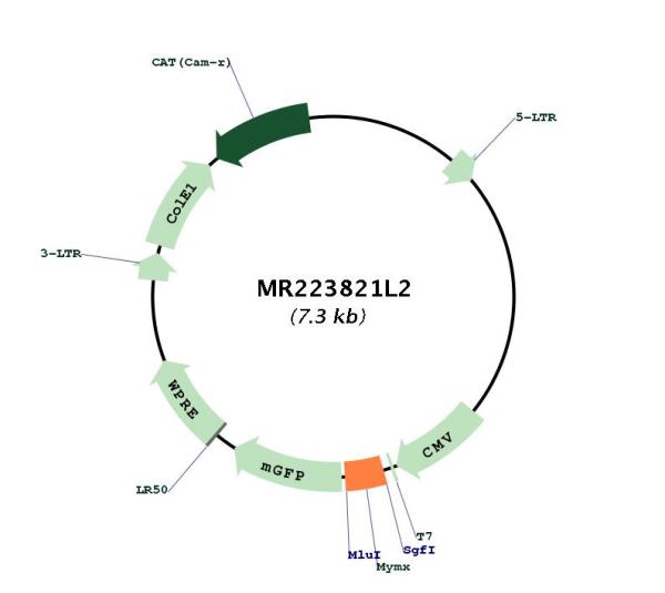 Circular map for MR223821L2
