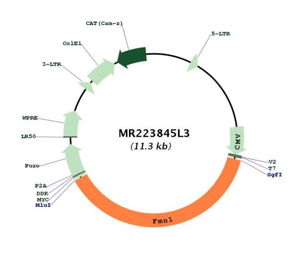 Circular map for MR223845L3
