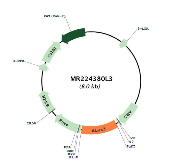 Circular map for MR224380L3