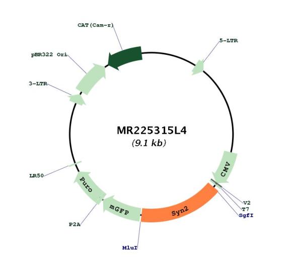 Circular map for MR225315L4