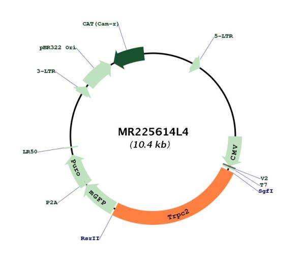 Circular map for MR225614L4
