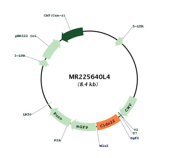 Circular map for MR225640L4