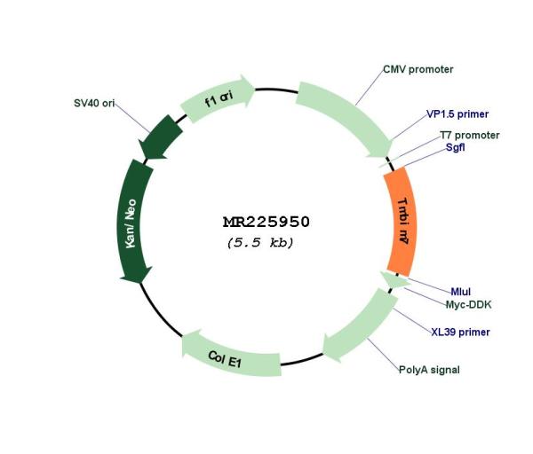 Circular map for MR225950