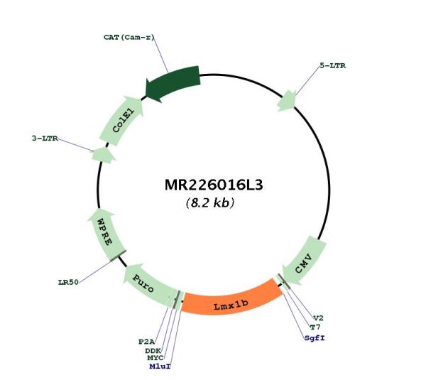 Circular map for MR226016L3