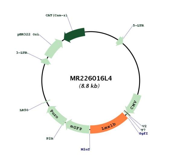 Circular map for MR226016L4