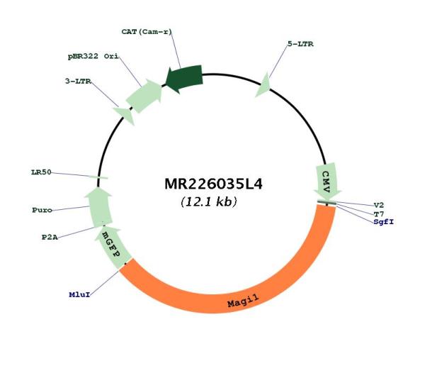 Circular map for MR226035L4