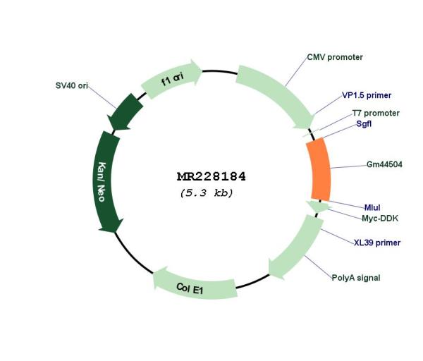 Circular map for MR228184