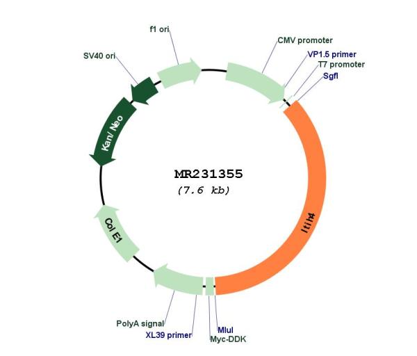Circular map for MR231355