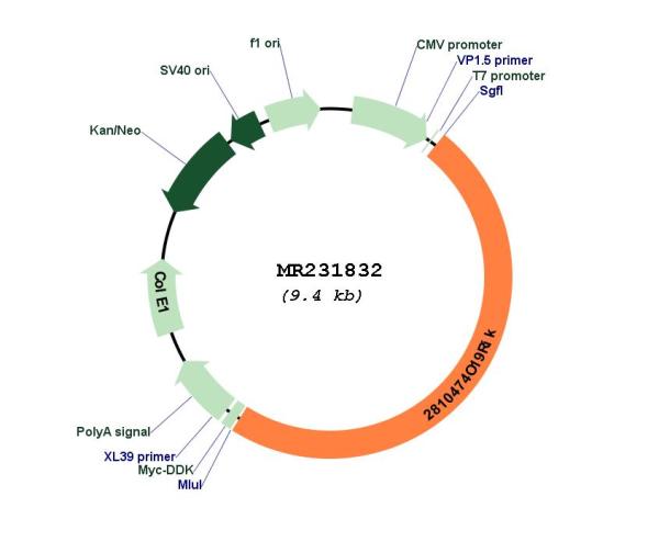 Circular map for MR231832