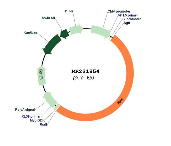 Circular map for MR231854