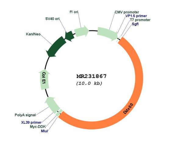 Circular map for MR231867