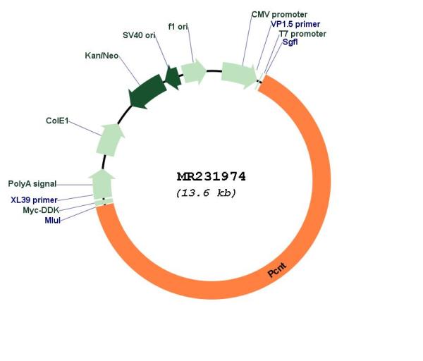 Circular map for MR231974