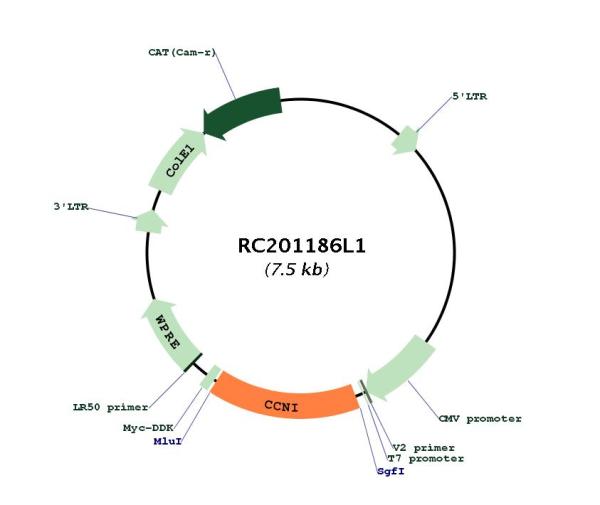 Circular map for RC201186L1