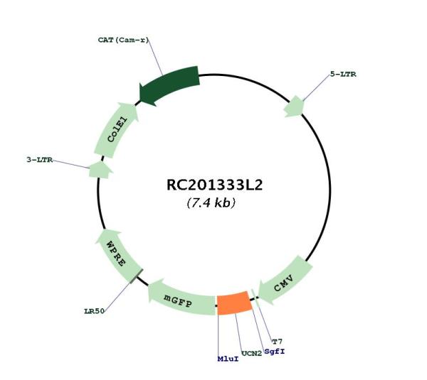 Circular map for RC201333L2