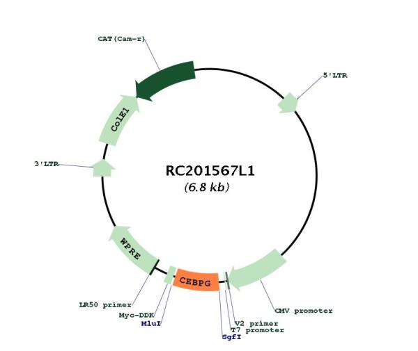 Circular map for RC201567L1