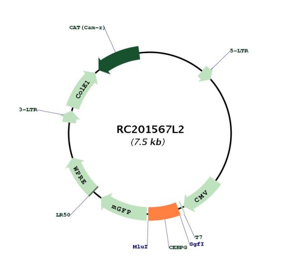 Circular map for RC201567L2