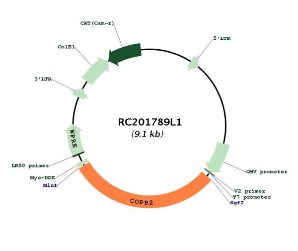 Circular map for RC201789L1