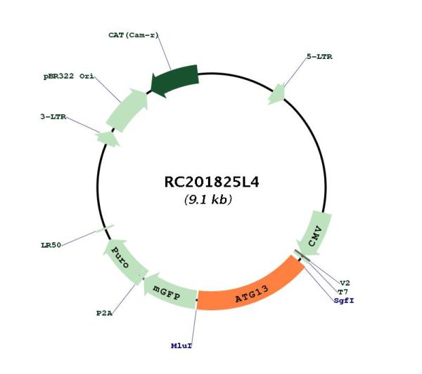 Circular map for RC201825L4