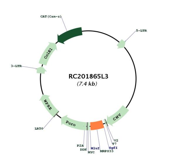 Circular map for RC201865L3