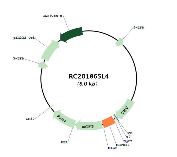 Circular map for RC201865L4