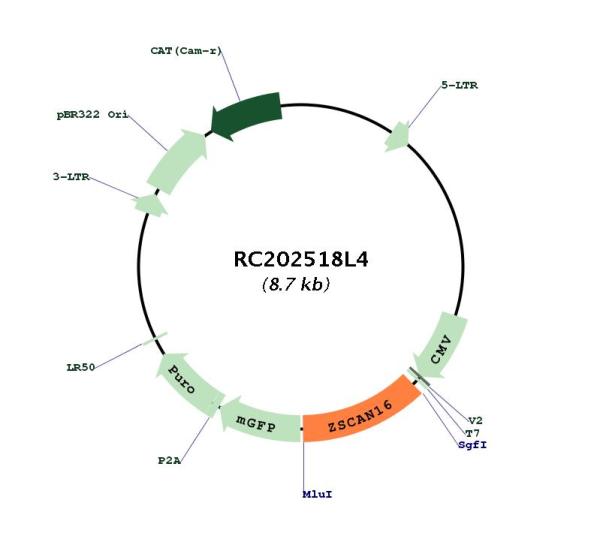 Circular map for RC202518L4