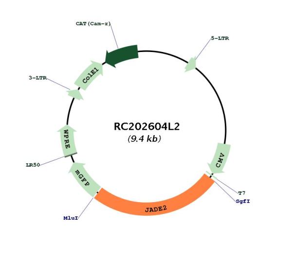 Circular map for RC202604L2