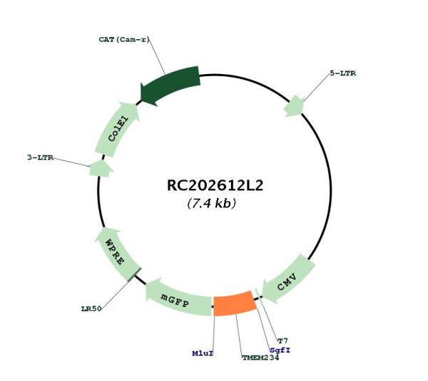 Circular map for RC202612L2
