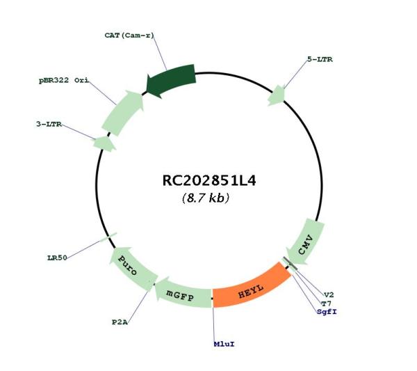 Circular map for RC202851L4