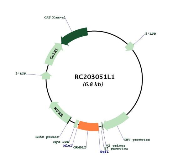 Circular map for RC203051L1