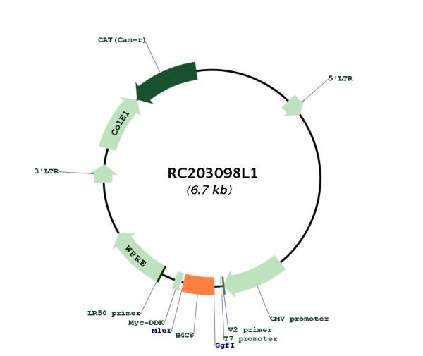 Circular map for RC203098L1