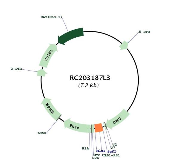Circular map for RC203187L3