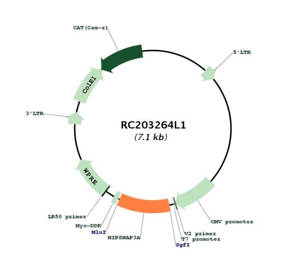 Circular map for RC203264L1