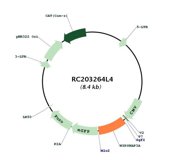 Circular map for RC203264L4