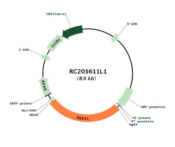 Circular map for RC203611L1