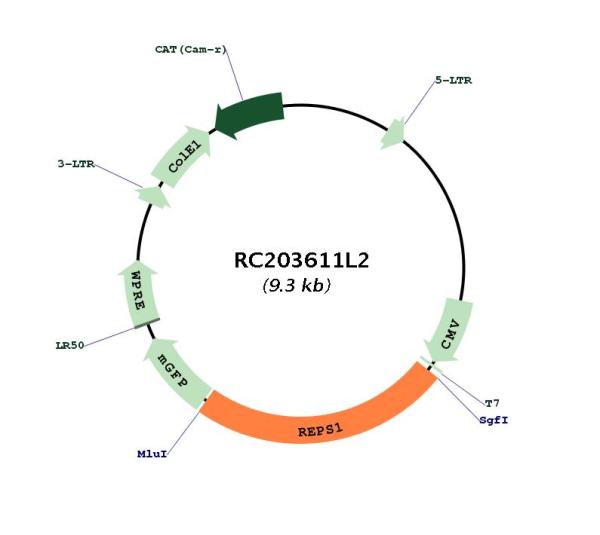 Circular map for RC203611L2