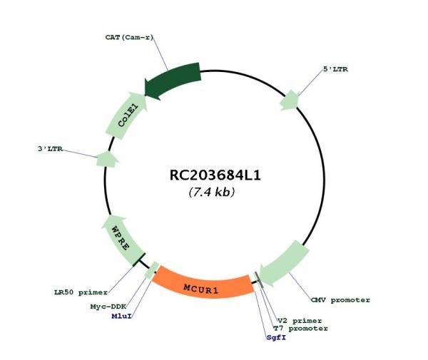 Circular map for RC203684L1