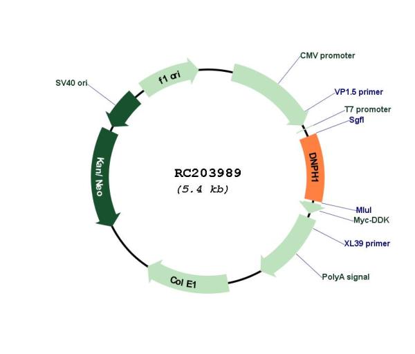 Circular map for RC203989