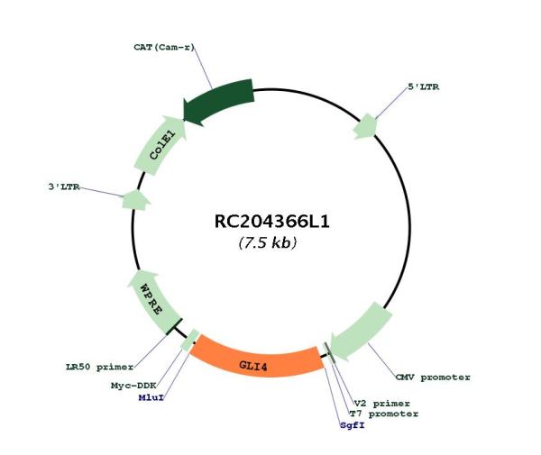 Circular map for RC204366L1