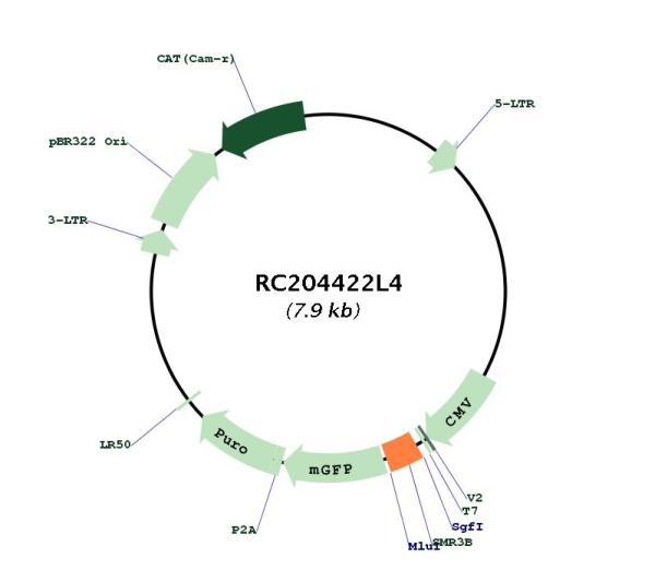 Circular map for RC204422L4