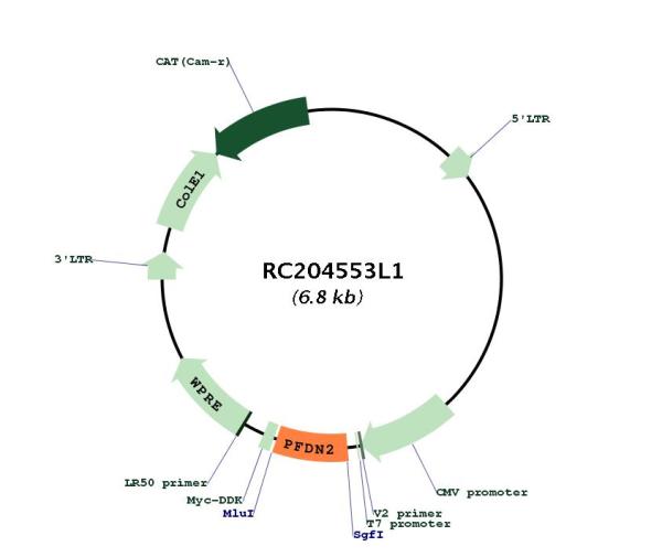 Circular map for RC204553L1