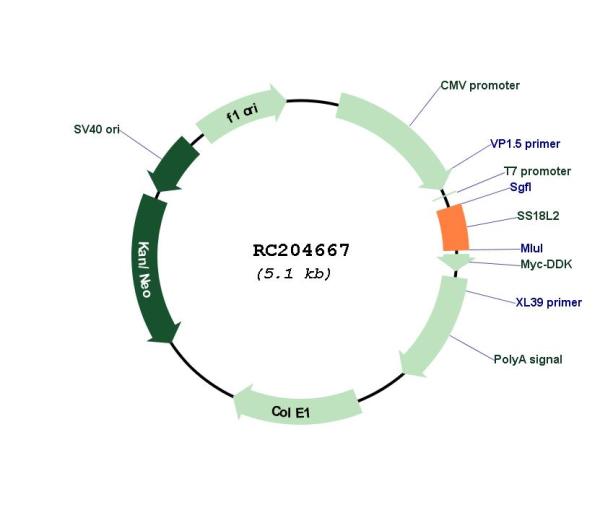 Circular map for RC204667