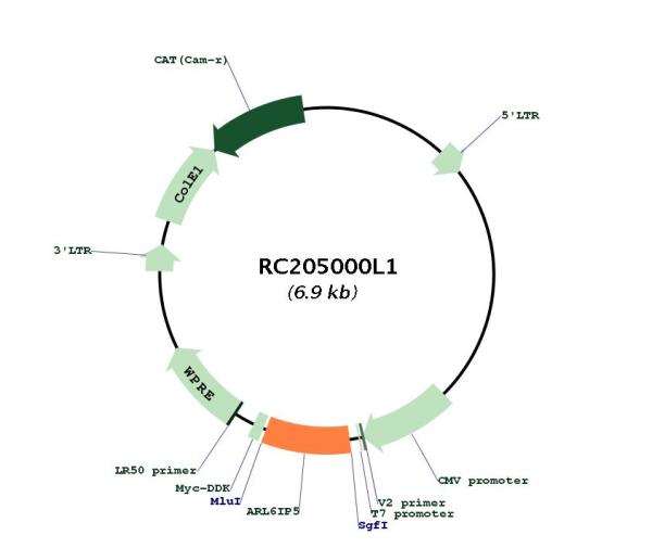 Circular map for RC205000L1