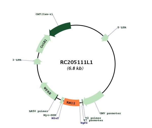 Circular map for RC205111L1