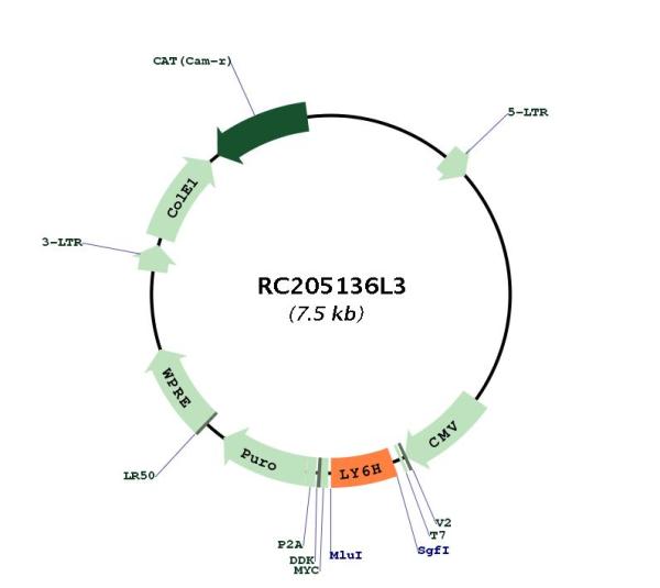 Circular map for RC205136L3