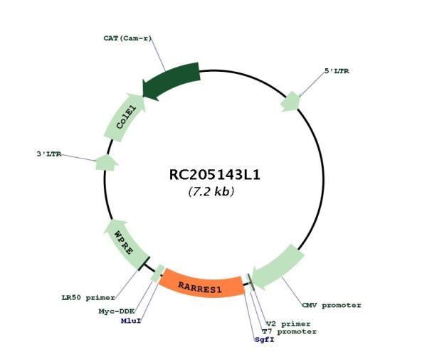 Circular map for RC205143L1