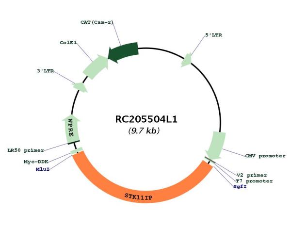 Circular map for RC205504L1