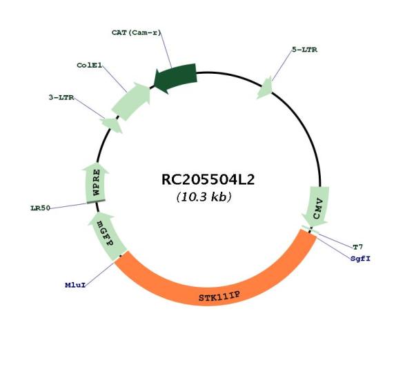 Circular map for RC205504L2