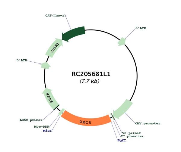 Circular map for RC205681L1