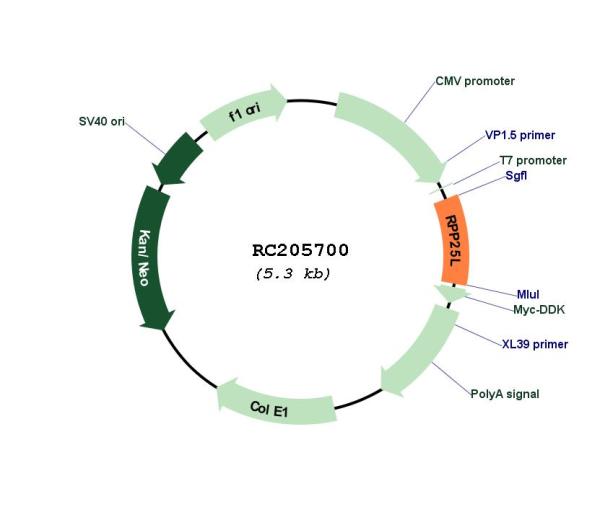 Circular map for RC205700